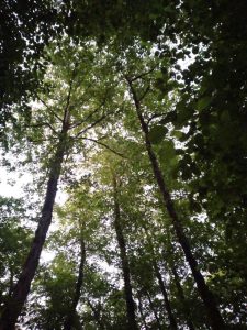 جنگلهای پوشده از درخت گیسوم